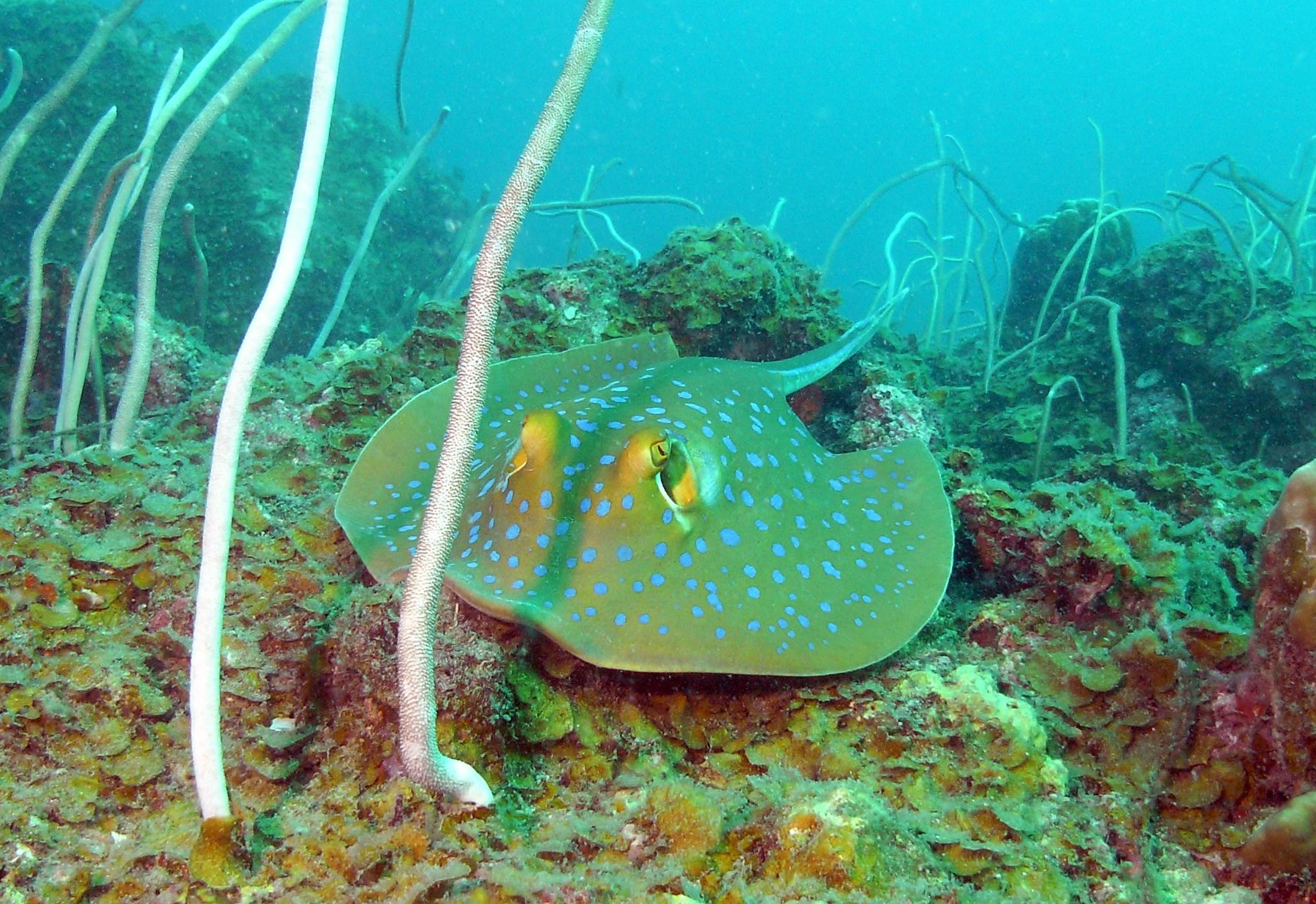 Redang Island